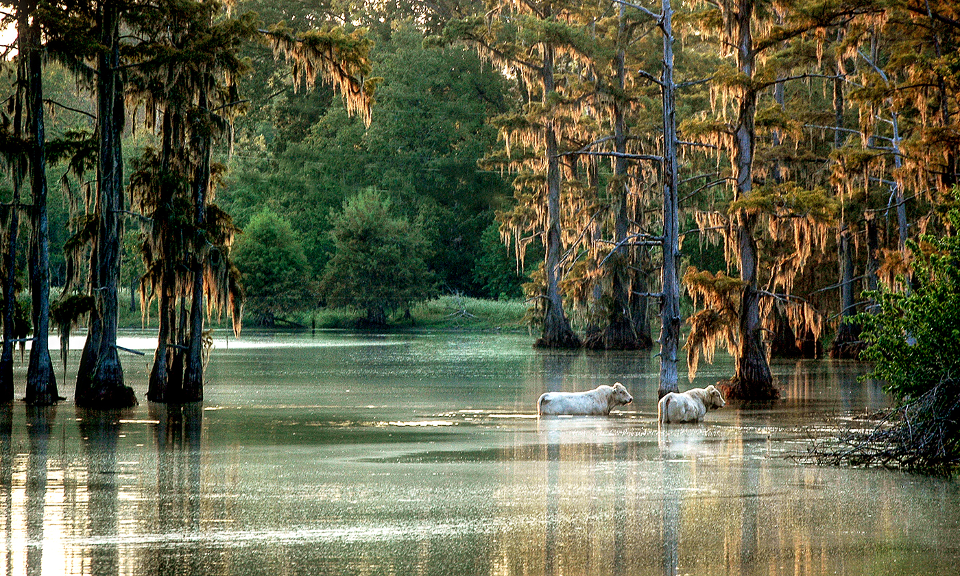 Louisiana swamp with animals swimming