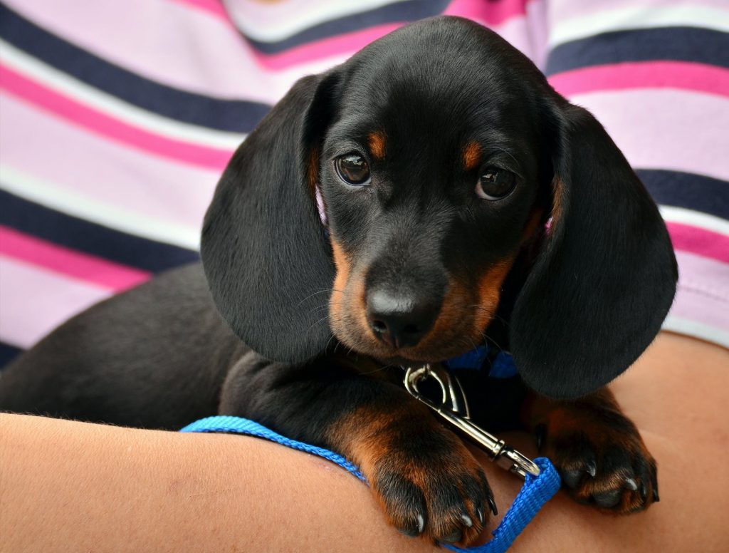 Dachshund puppy in persons hand